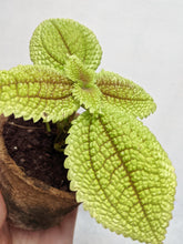 Load image into Gallery viewer, Pilea Mollis ‘Moon Valley’ | Friendship Plant
