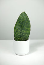 Load image into Gallery viewer, Sansevieria Victoria | Whale Fin Snake Plant
