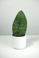 Sansevieria Victoria | Whale Fin Snake Plant