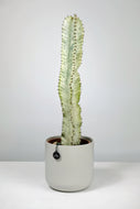 Medium Euphorbia Ammak 'Variegata' | Medium Variegated Candelarbra