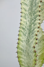Load image into Gallery viewer, Medium Euphorbia Ammak &#39;Variegata&#39; | Medium Variegated Candelarbra
