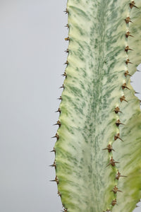 Medium Euphorbia Ammak 'Variegata' | Medium Variegated Candelarbra
