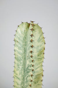 Medium Euphorbia Ammak 'Variegata' | Medium Variegated Candelarbra