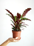 Calathea Rufibarba 'Tropistar' | Furry Feather