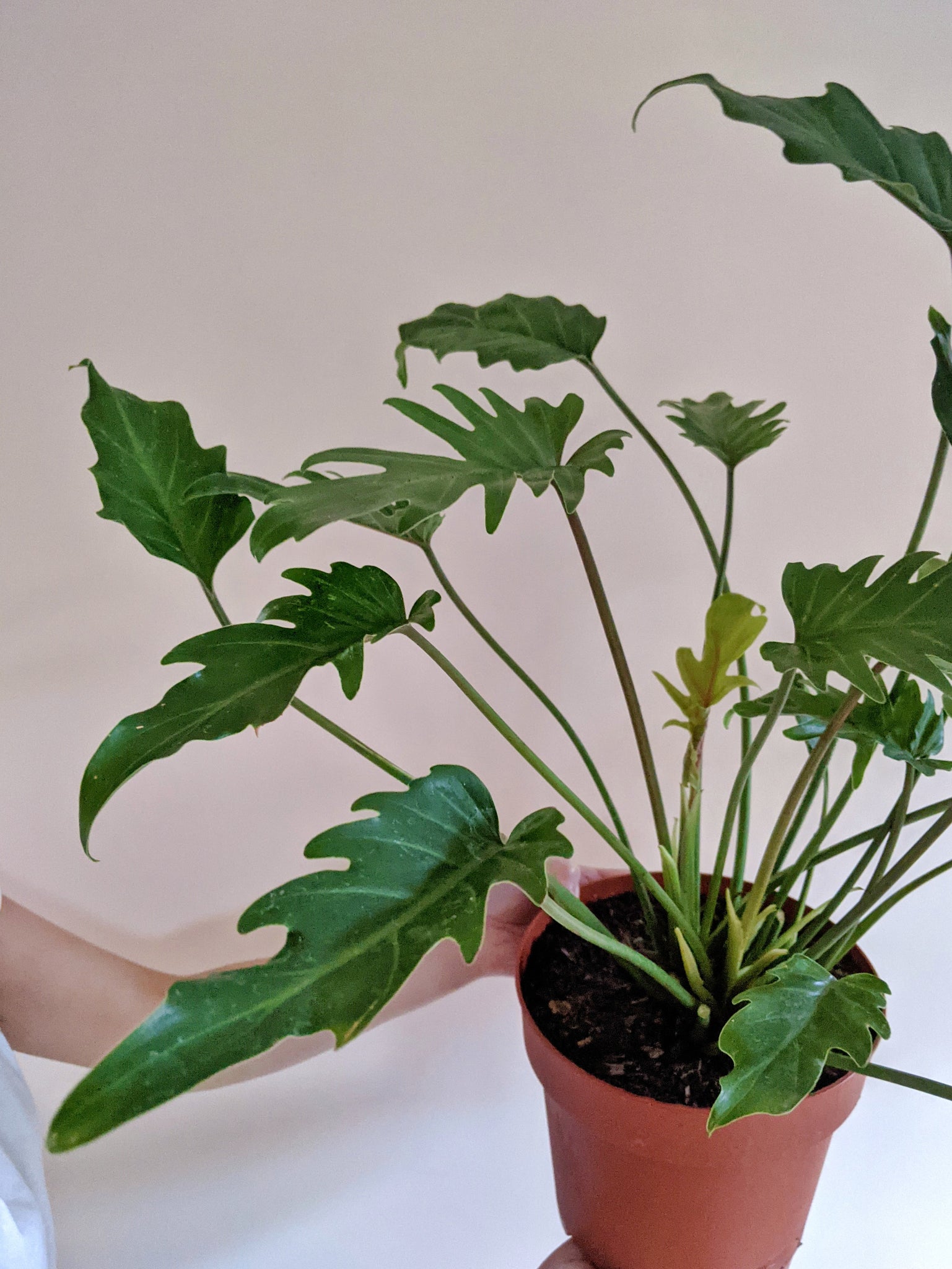 philodendron xanadu vs selloum Philodendron 'Xanadu'
