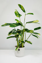 Load image into Gallery viewer, Ctenanthe Lubbersiana | Never Never Golden Mosaic Plant
