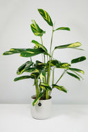 Ctenanthe Lubbersiana | Never Never Golden Mosaic Plant