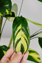 Load image into Gallery viewer, Ctenanthe Lubbersiana | Never Never Golden Mosaic Plant
