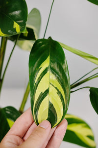 Ctenanthe Lubbersiana | Never Never Golden Mosaic Plant