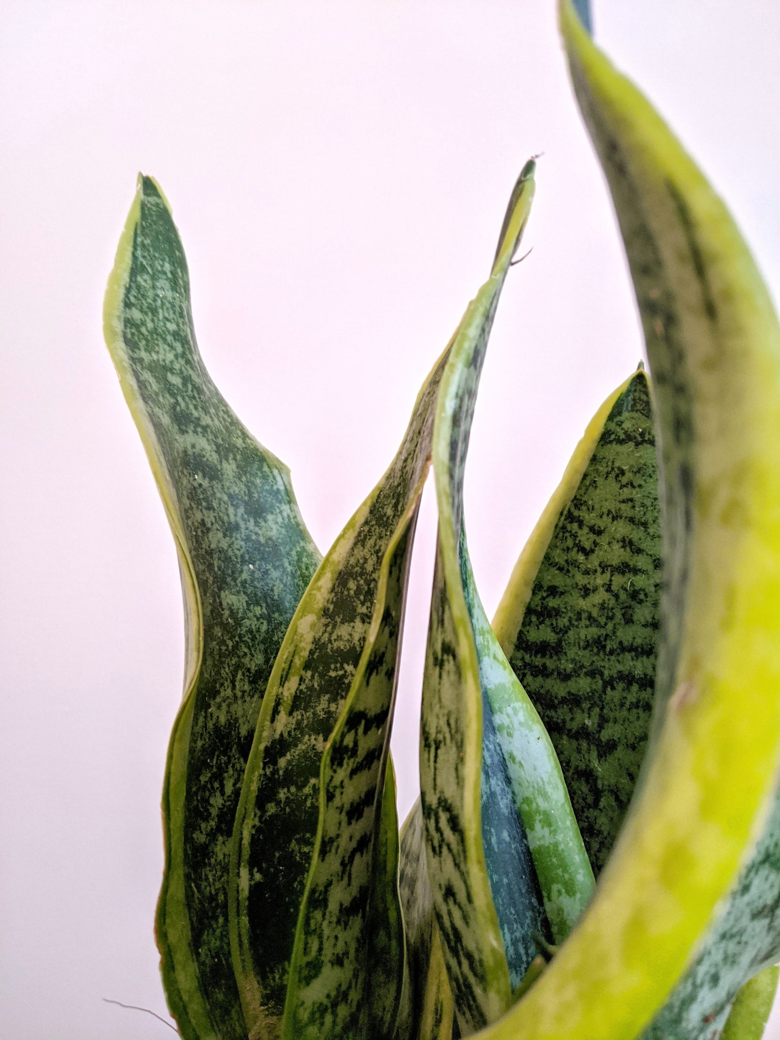 snake plant compacta Sansevieria Trifasciata Laurentii Compacta