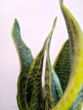 Load image into Gallery viewer, Sansevieria Trifasciata Laurentii Compacta | Snake Plant
