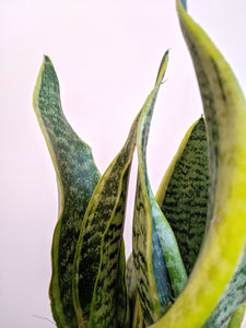 Sansevieria Trifasciata Laurentii Compacta | Snake Plant