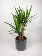 Yucca Elephantipes | Yucca Plant