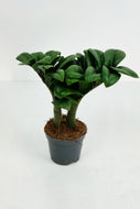 Zamioculcas zamiifolia Zenzi | ZZ Zenzi