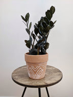 Zamioculcas Zamiifolia 'Raven' | ZZ Plant