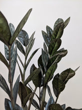 Load image into Gallery viewer, Zamioculcas Zamiifolia &#39;Raven&#39; | ZZ Plant
