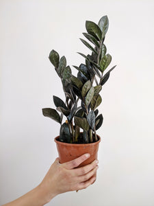 raven zz plant uk Zamioculcas Zamiifolia 'Raven'